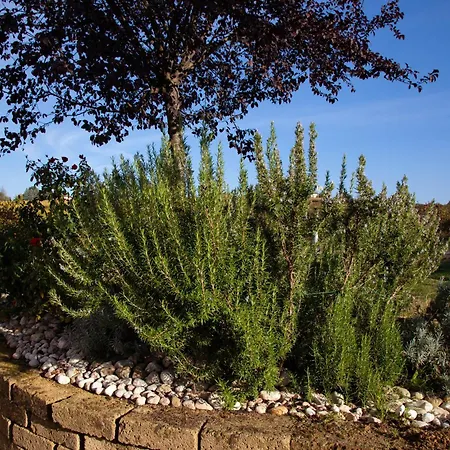 勒斯坦兹笛巴克酒店 *