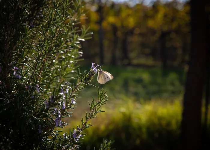 勒斯坦兹笛巴克酒店 蒙特韦廖