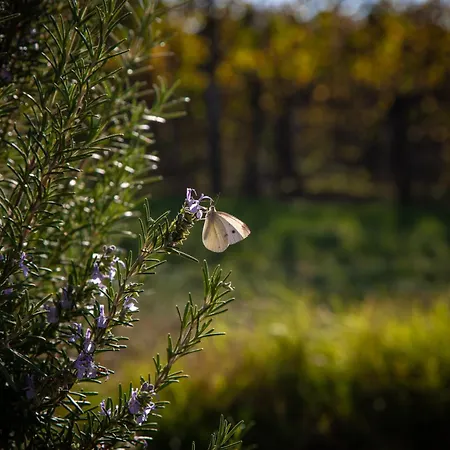 Le Stanze Di Bacco Монтевельо